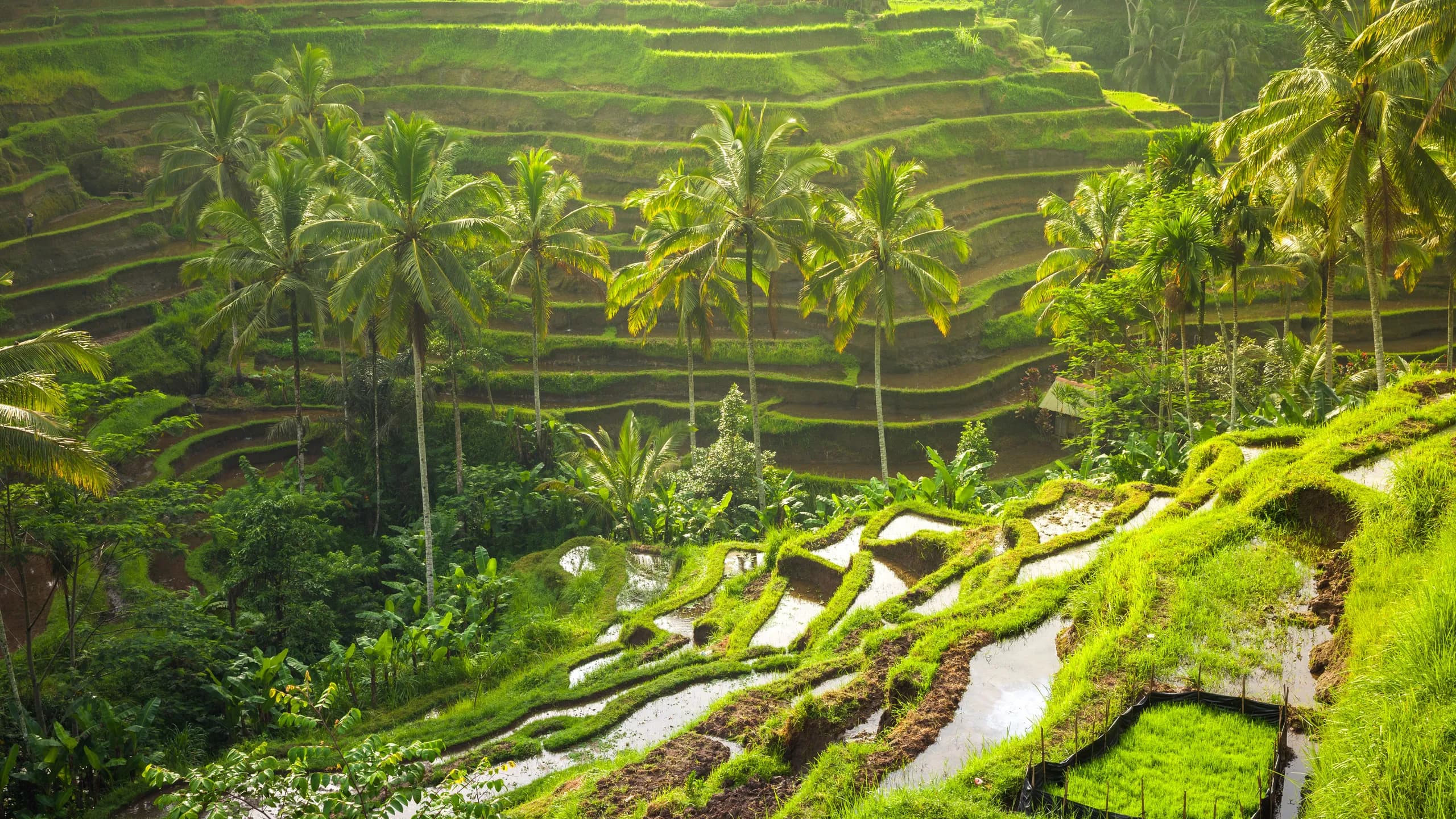 Lush green Tegalalang rice terraces in Ubud, Bali, with palm trees in golden light