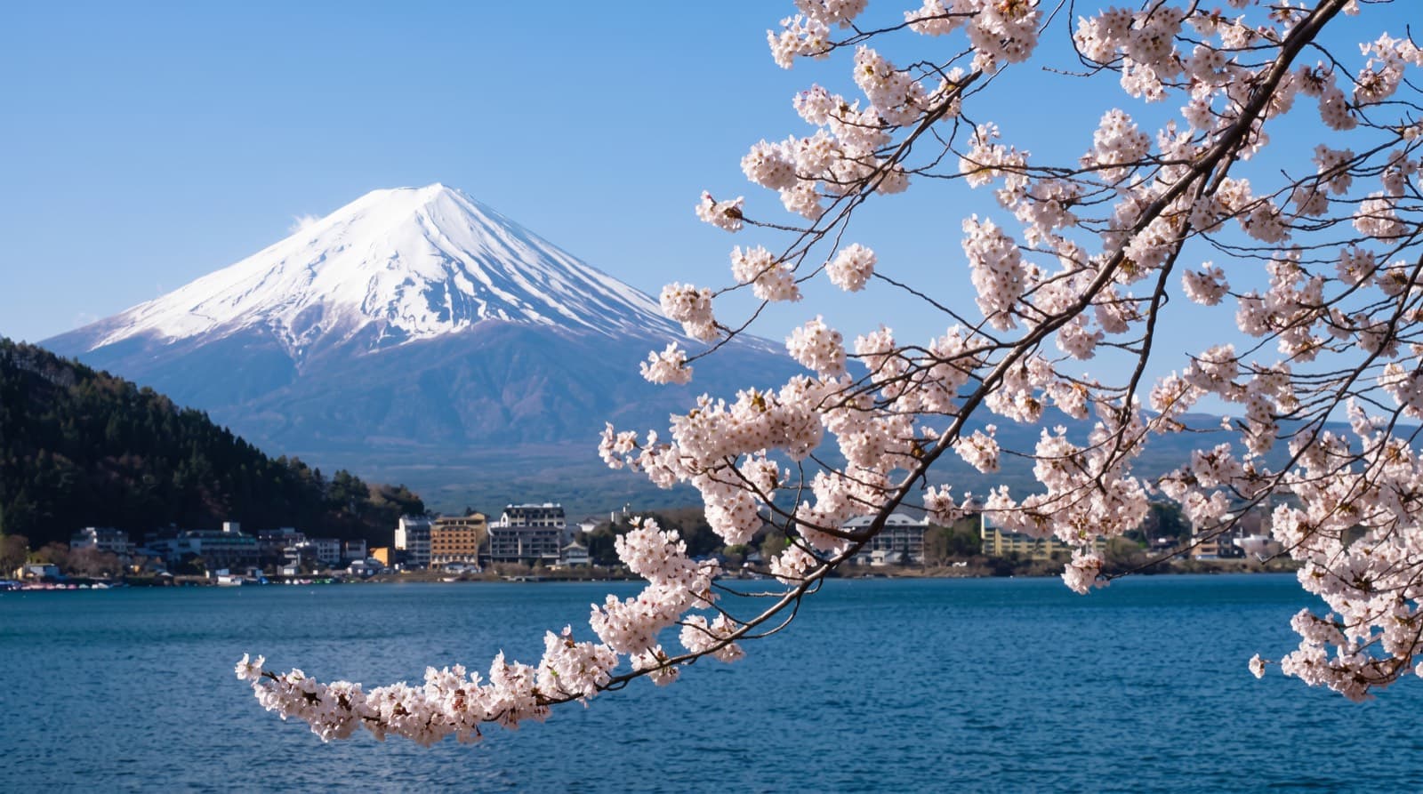 Mount Fuji and cherry blossoms over a lake in Japan during spring