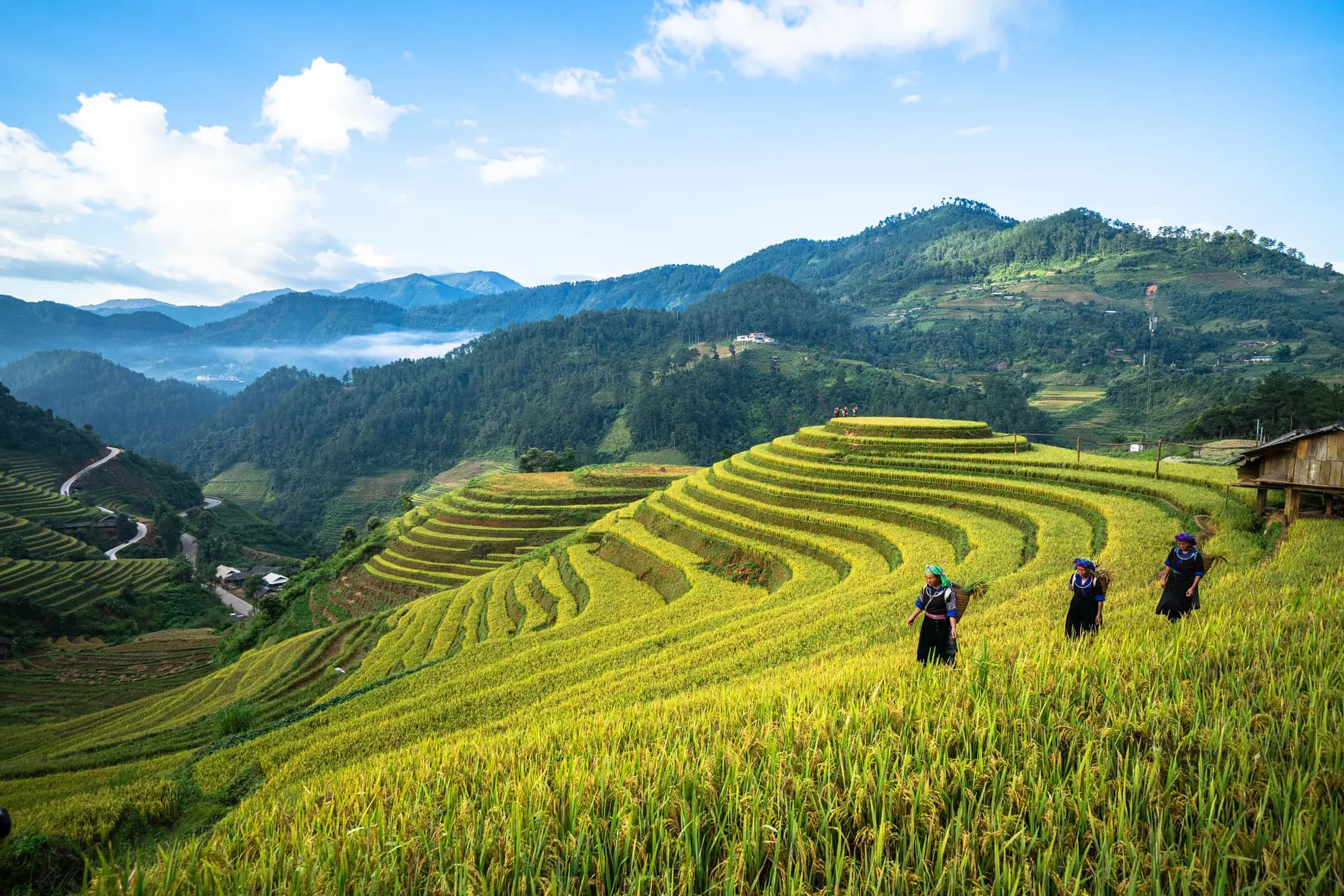 Terraced rice fields in the mountains of northern Vietnam, with Hmong women walking along a paddy ridge